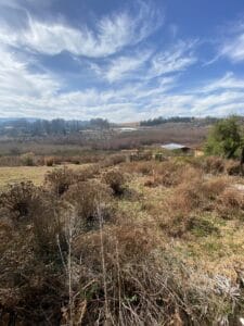 A view over a winter garden in Rosetta, KZN, South Africa. 